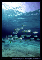 A bunch of Carangues in the blue... :O) by Michel Lonfat 
